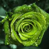 LeeLeeLeeLeeLeeLeeLeeLee