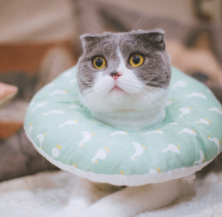 晏希希的黄果果