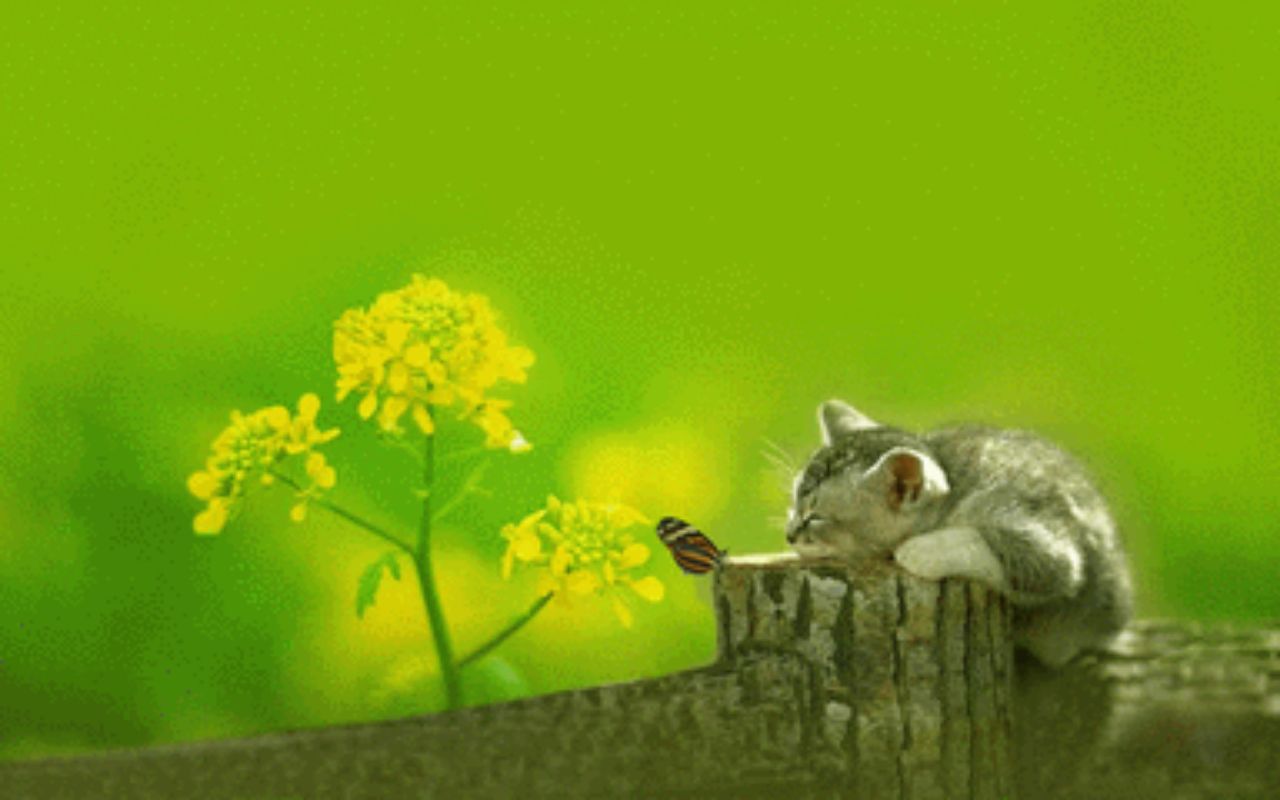 快乐的小当家66