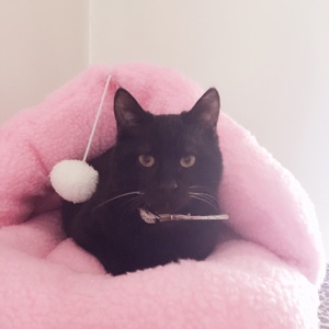 看起来不错akent13