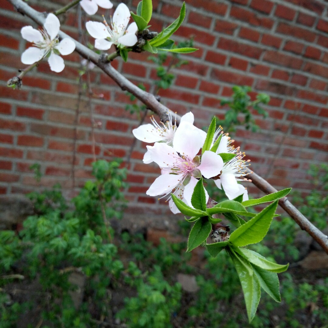 可爱公主的妈妈