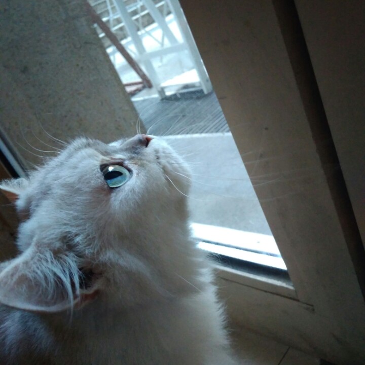 咋都被使用了giao