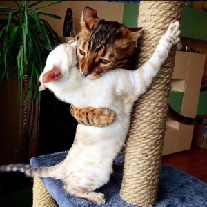 人言者三皮三寿