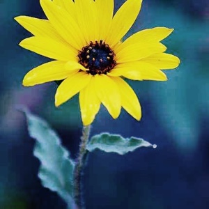 会飞的小羽毛～