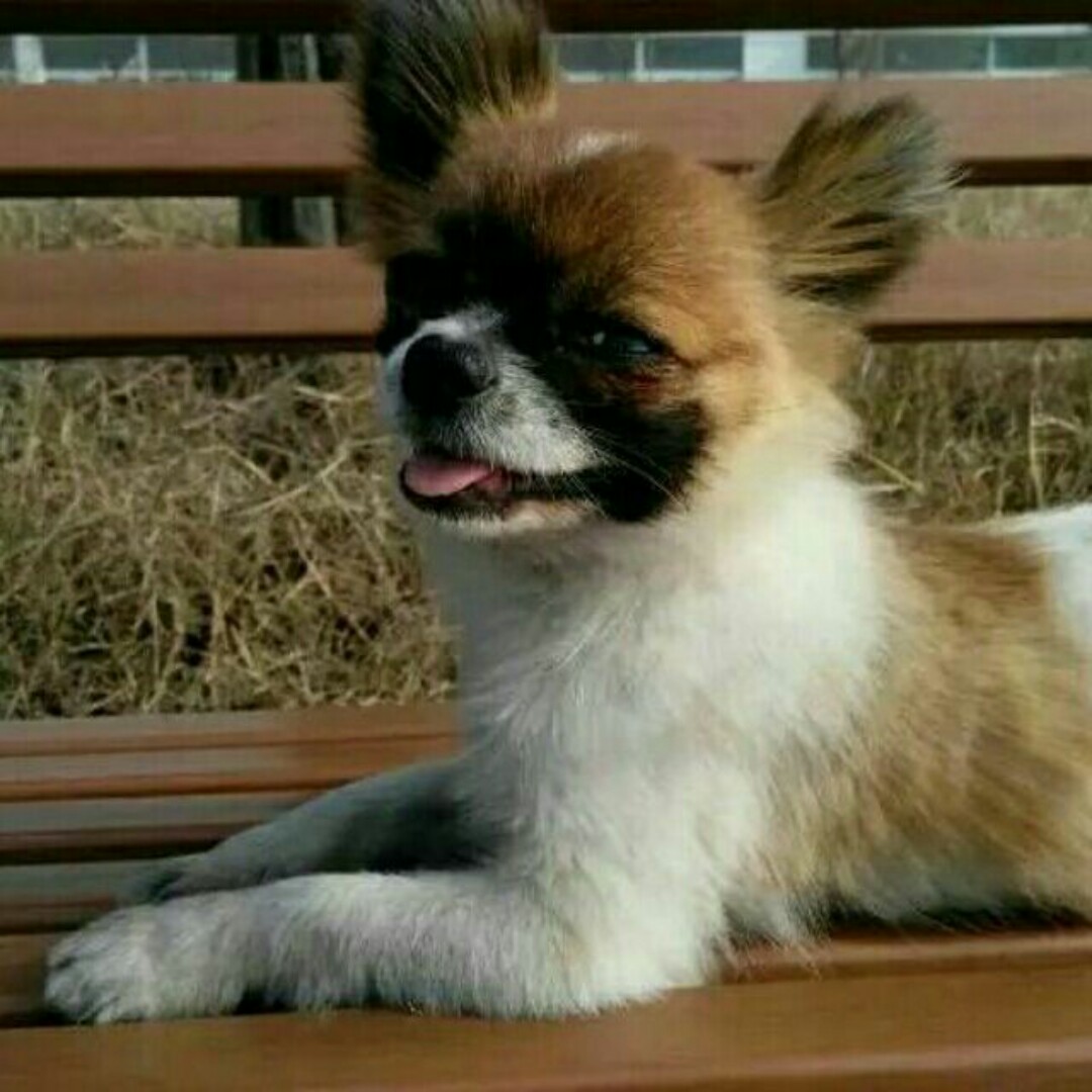 我的发型随风飘