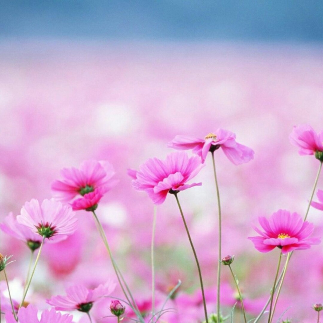 饮水当思源66666