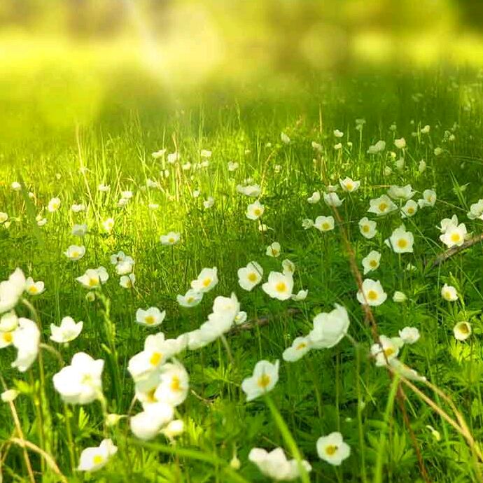 嫩黄色的丰悦me