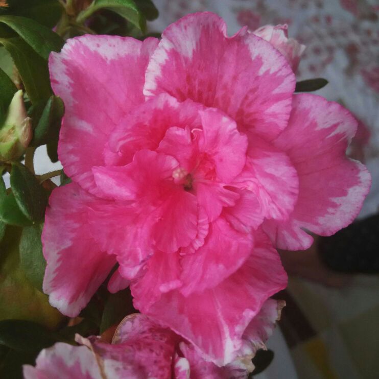 爱吃番茄炒肉的朱古力