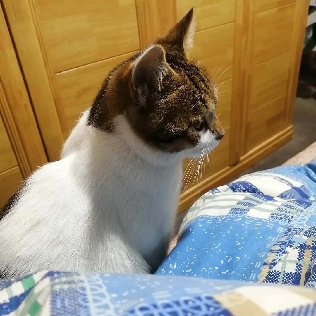 爱吃红薯的小猫咪