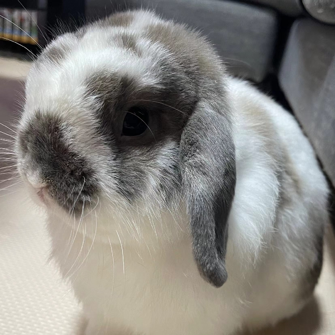 奔波儿灞和灞波儿奔