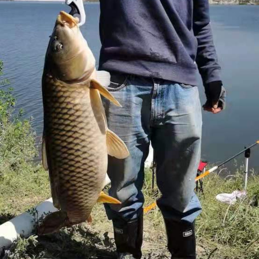 爱吃三仙豆腐111