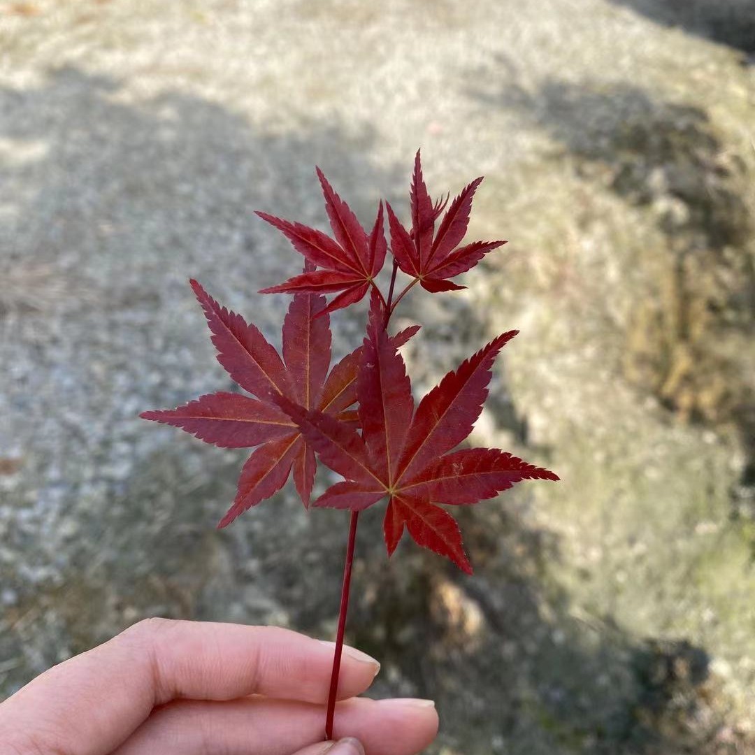 黄灿灿的七夕al