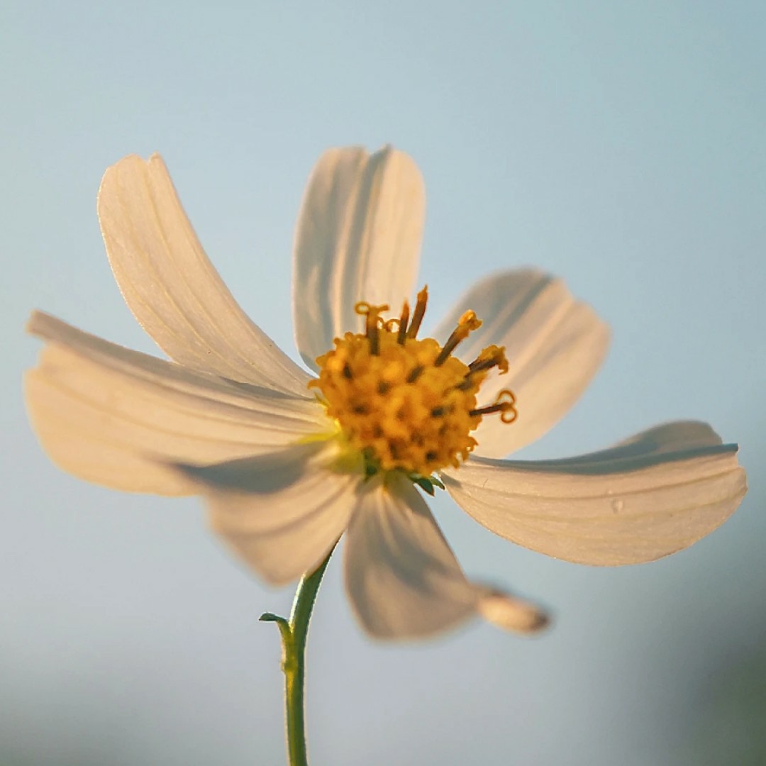 尼古拉斯小猫猫