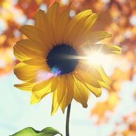 爱吃烤土豆片的昔年