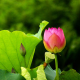 梦游奇境的爱丽丝