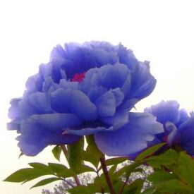 用户_爱紫色的爱林