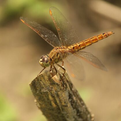 秋风欲知落叶:-x