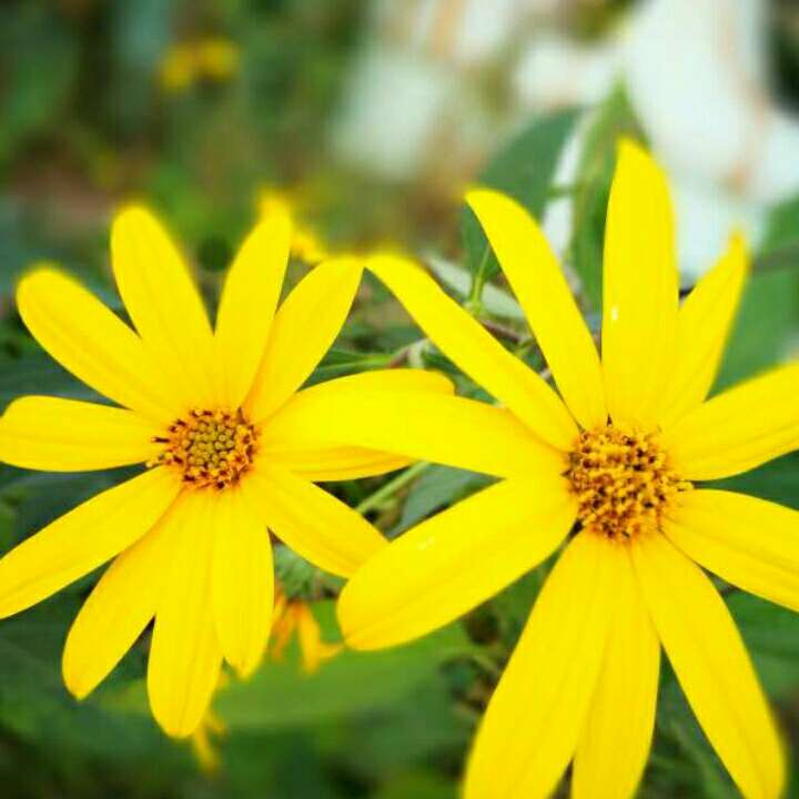 爱吃的小雏菊+_+