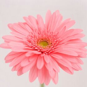 爱吃羊肉粿条的王子