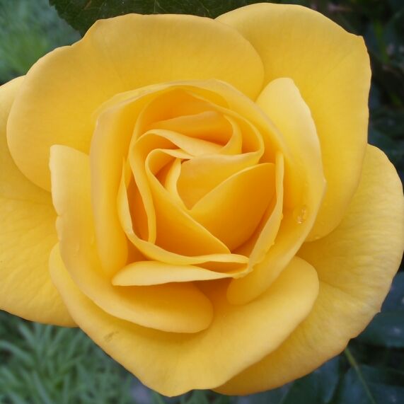 爱吃樱桃鸡腿的深巷