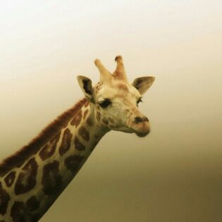 嘻嘻想吃西谷米