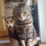 猫猫(?&bull;?_&bull;?)?