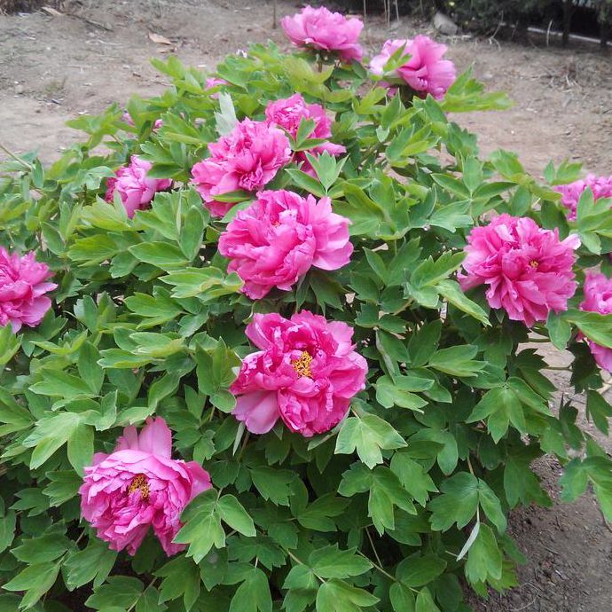 呼叫马铃薯^(00)^