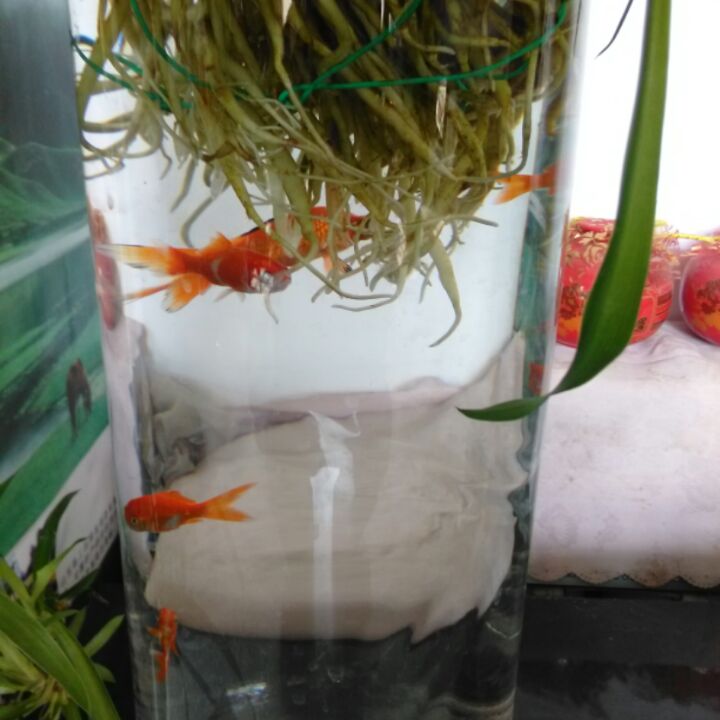 率直的有志者zhmh