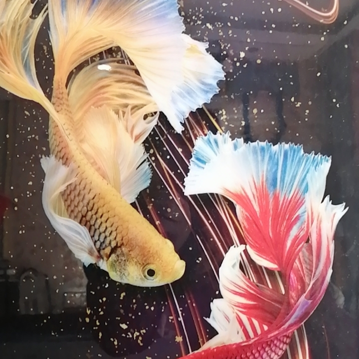 带你去喝下午茶