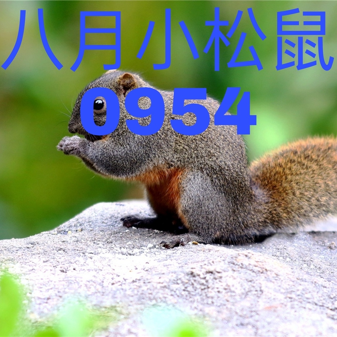 八月小松鼠1234