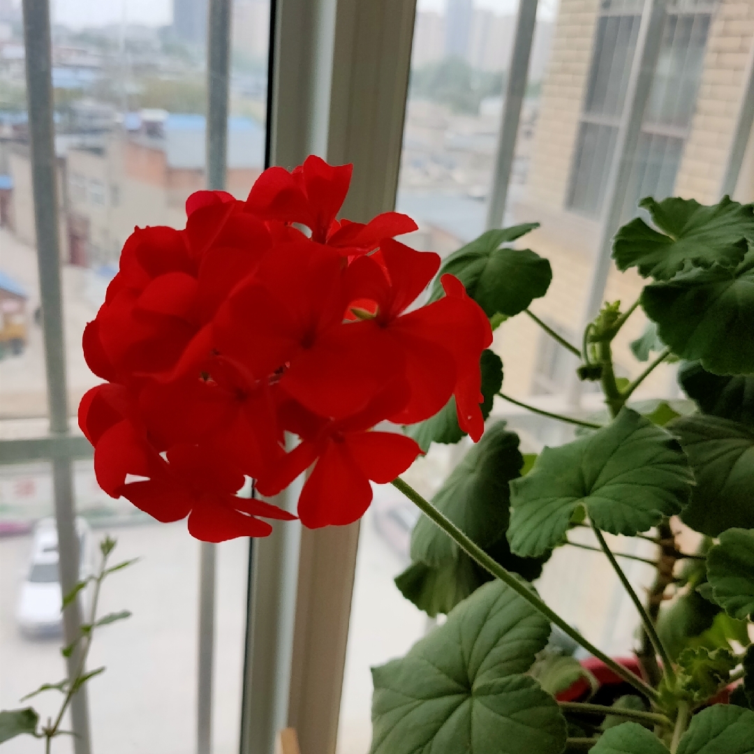 亮红的三养胶麦