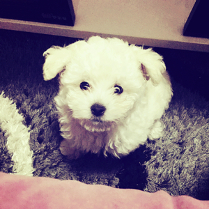 艾艾^_^coco