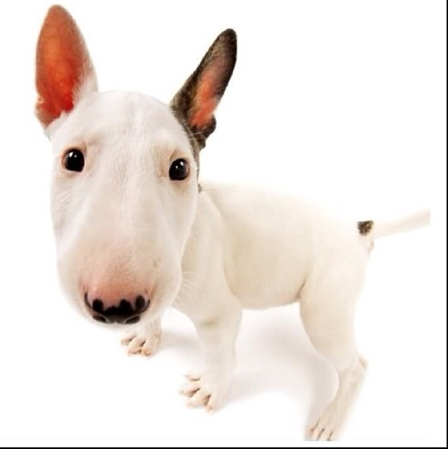 洒脱的乔帮主！