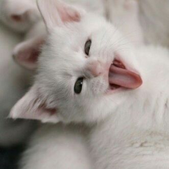 总是有那么些刁民想害朕