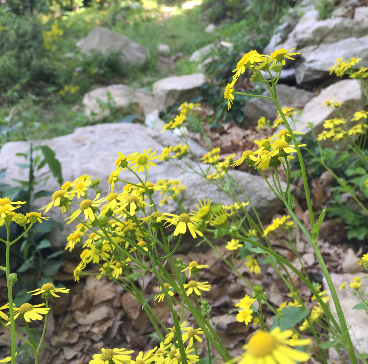 夏末立秋一一一