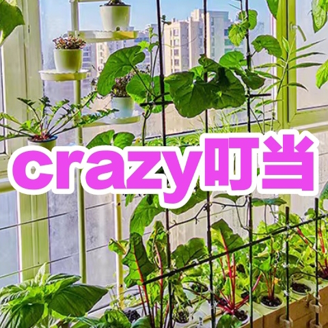 1crazy叮当