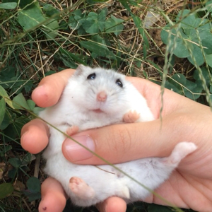 爱吃马铃薯饼的恋歌