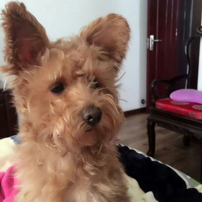 大包天天见2009520