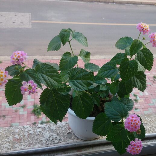 北纬20度的雪山