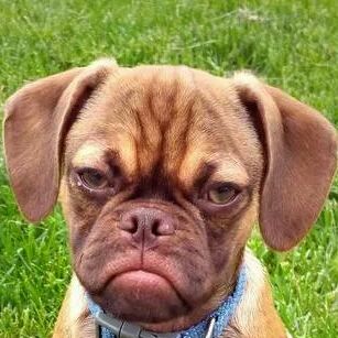 中蓝的两优培粳xb