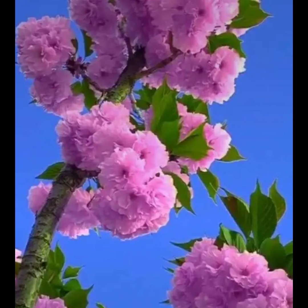 一帆风顺的磬香