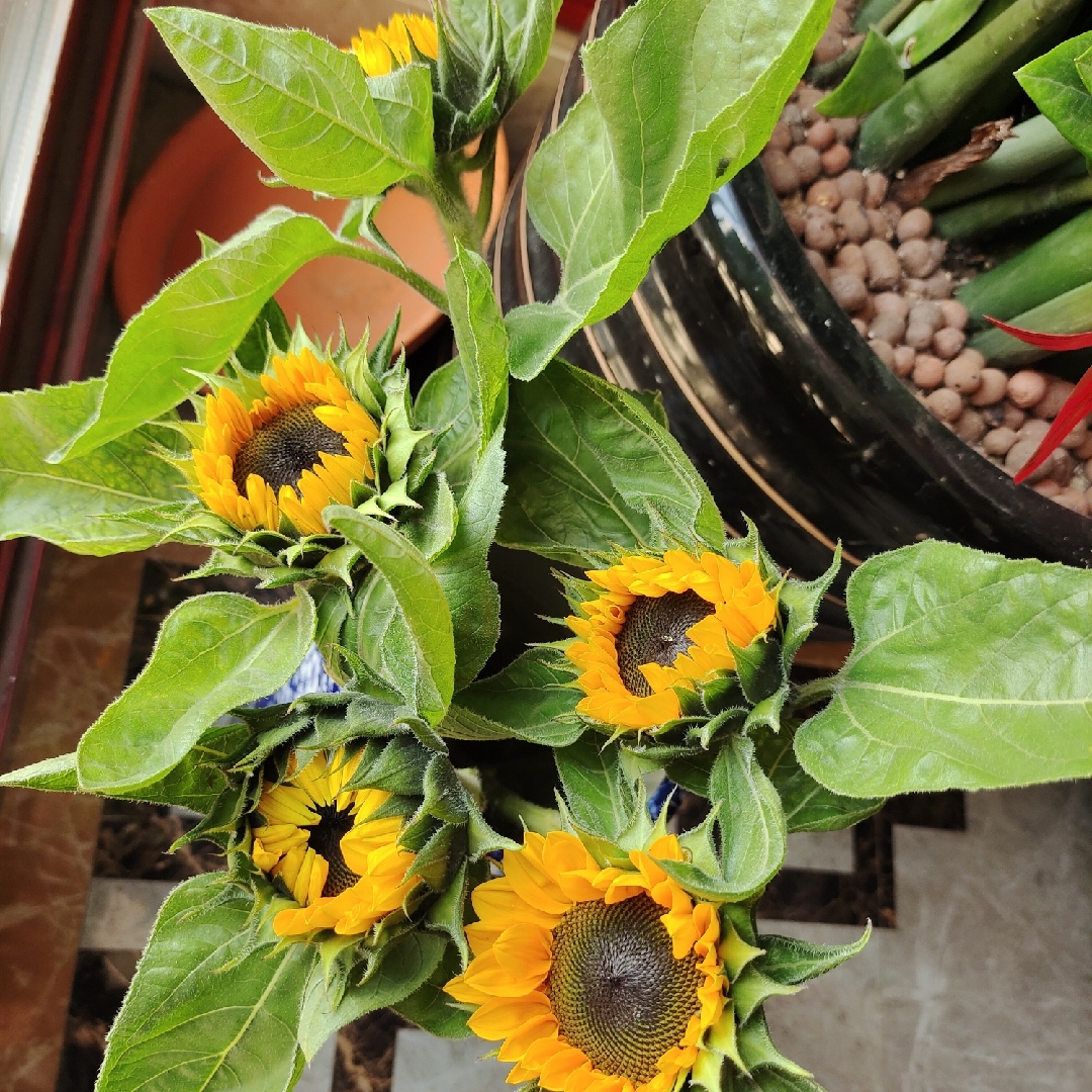 爱漂亮薄荷精灵