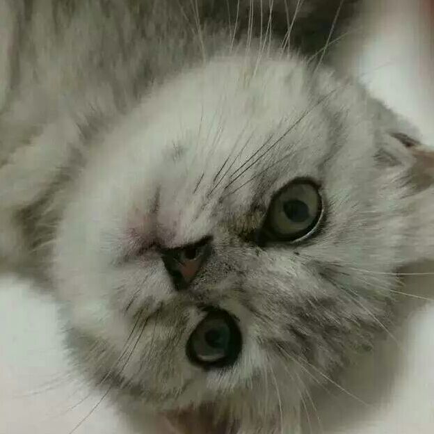 爱吃抹茶奶糕的葡萄