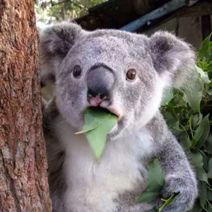 爱吃土豆焖面的作业本