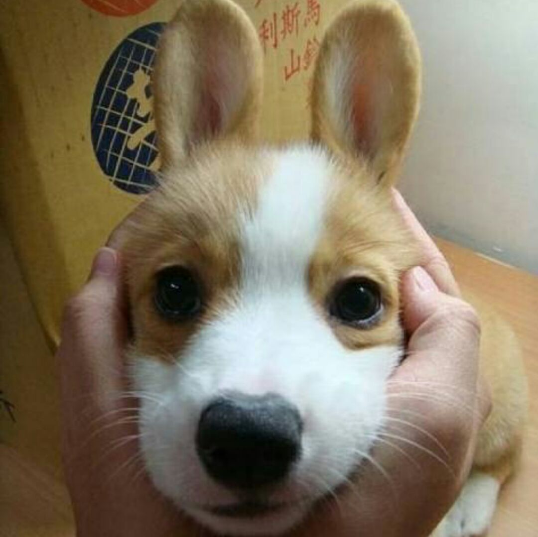 土豆泥你个马铃薯