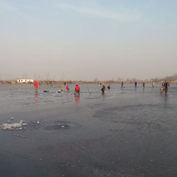 金亮亮的京优g8