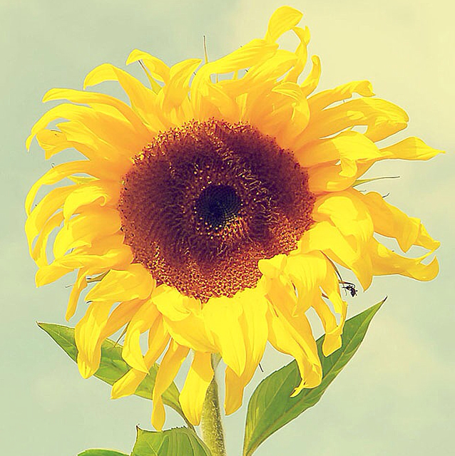 梦中飞到你身边