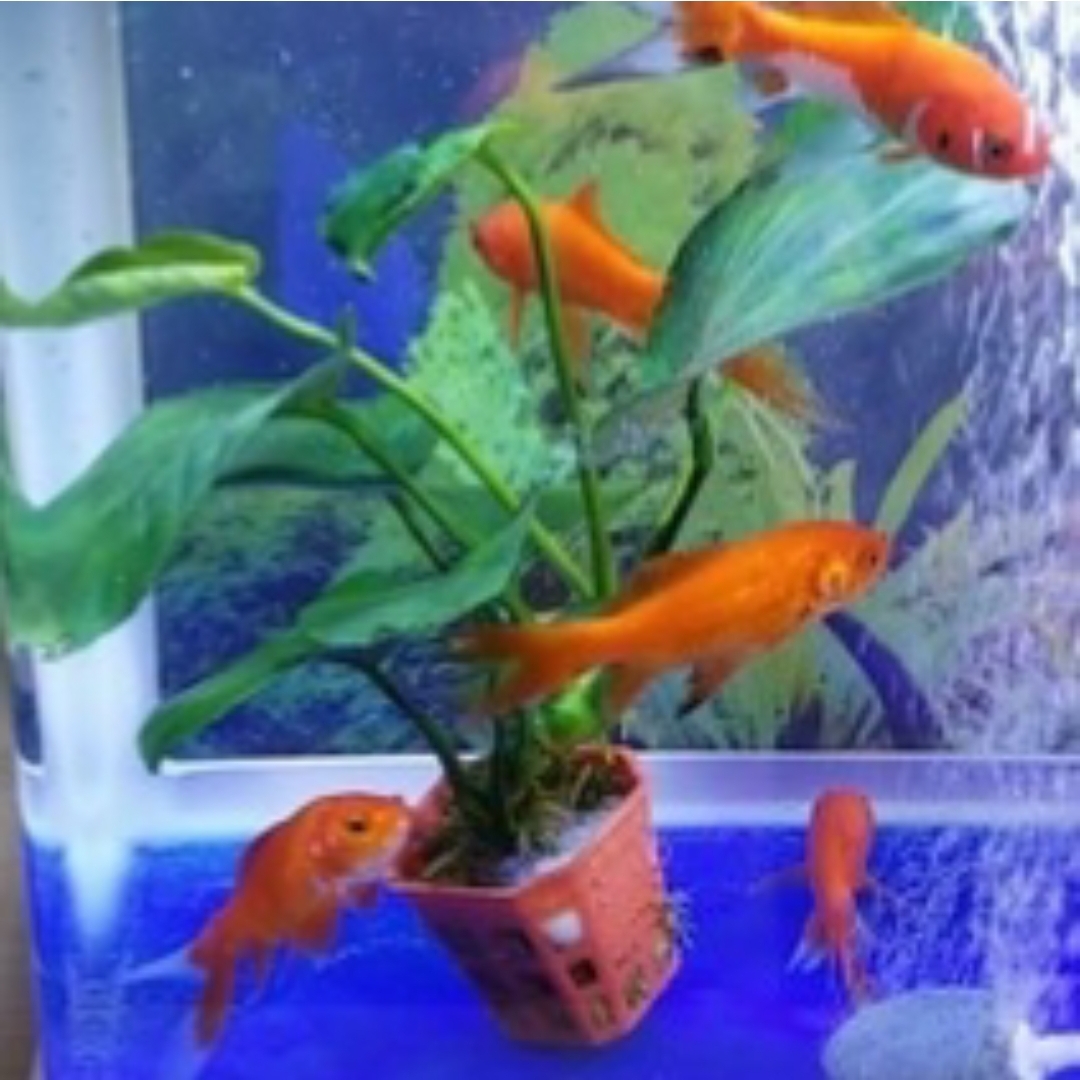 爱吃糖汁糍粑的无尾熊