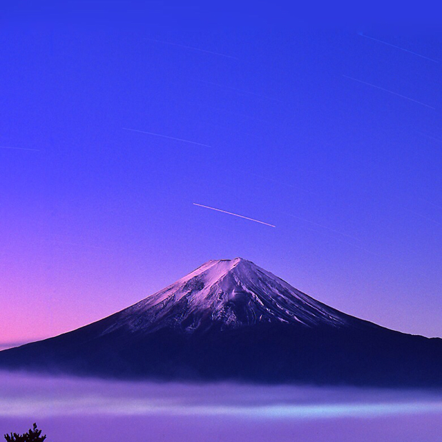 纽西兰在逃黑寡妇