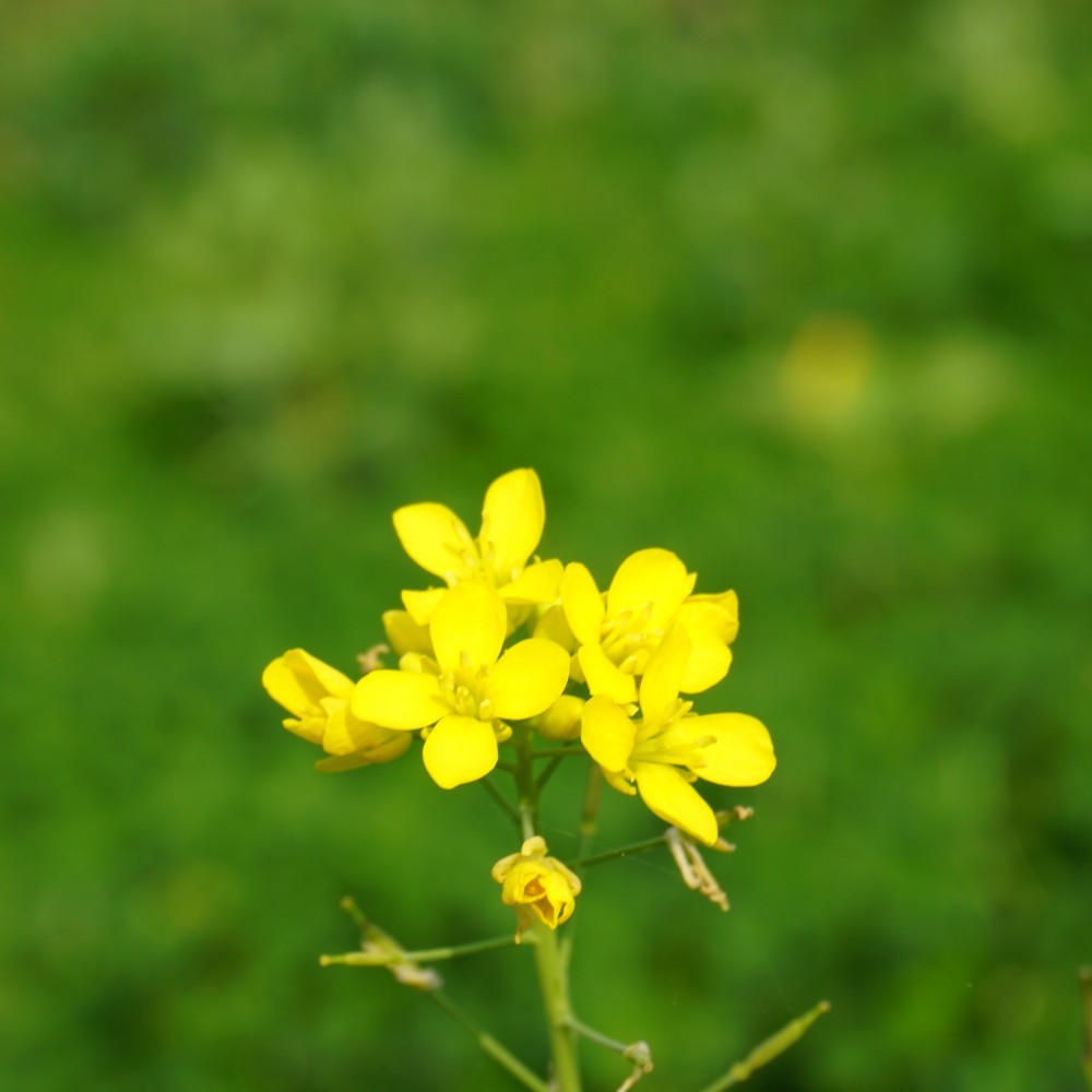 梅香竹影初雪歌